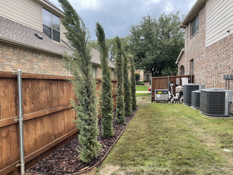 Row of Italian cypress trees planted as a privacy screen