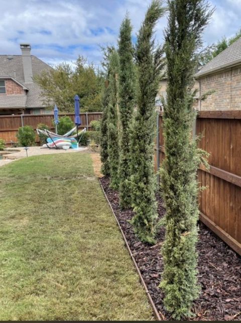 Italian cypress, 9 ft at planting