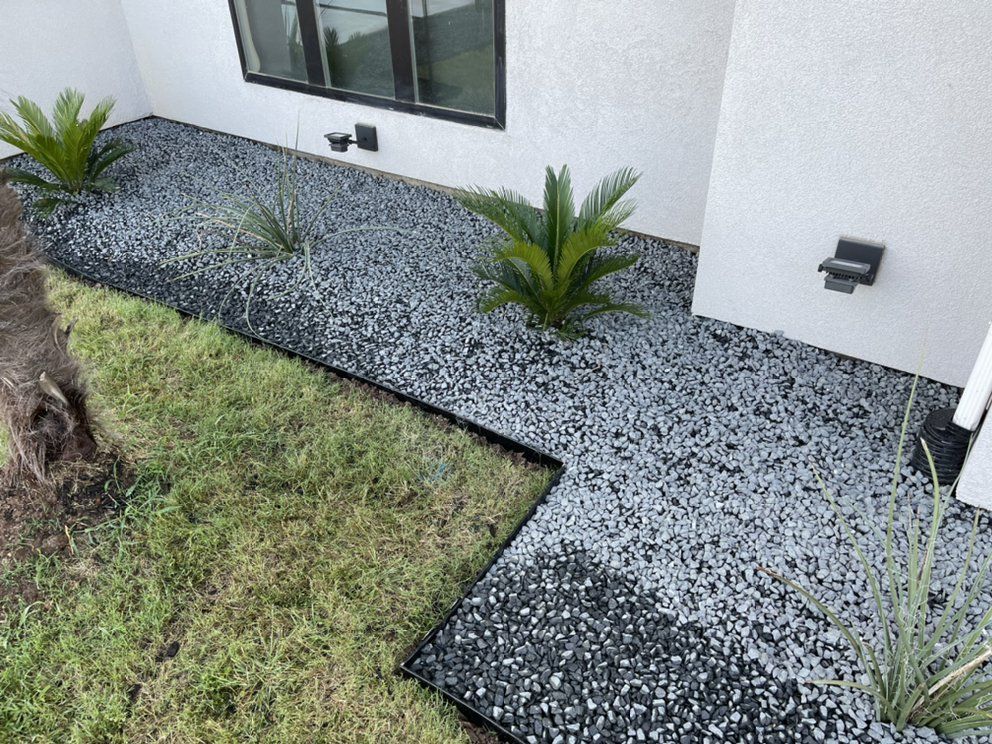 Sago palm in black Tejas gravel with steel edging