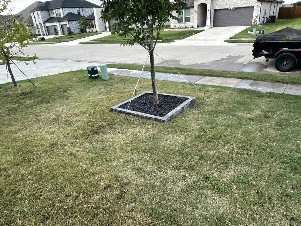 Before: single tree and builder sod