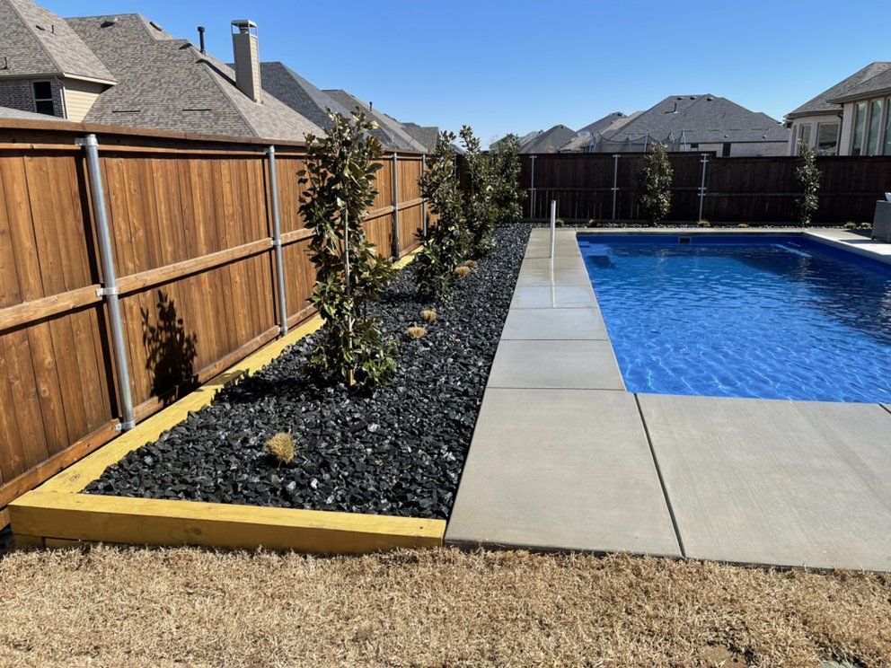 Poolside Tejas gravel bed with young magnolias after a pool build