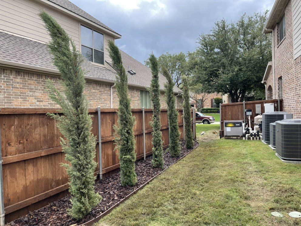 After: five Italian cypress at 11 feet