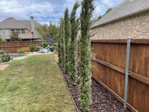 The cypress row from the yard